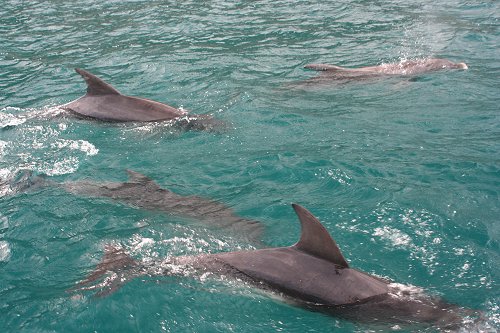 Frecynet Dolphins