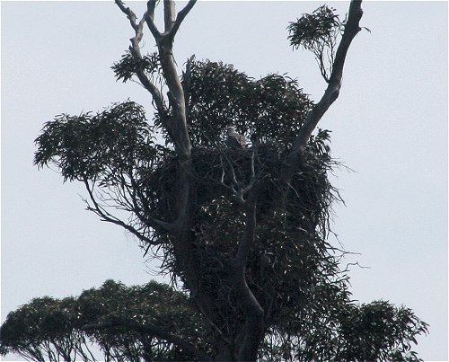 Sea Eagle's nest